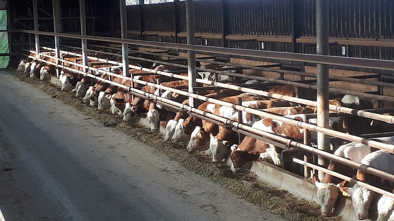 Gruber Tabelle Rindermast Gruber Tabelle Rindermast